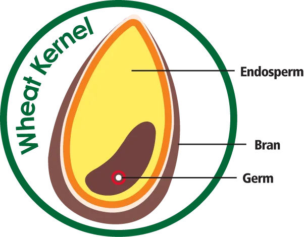 Wheat kernel diagram: endosperm, bran and germ