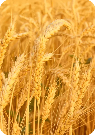 Golden wheat field
