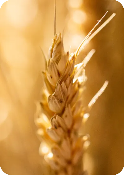 Close-up of a wheat ear