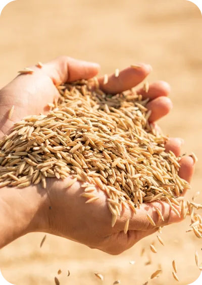 Hands holding wheat grains